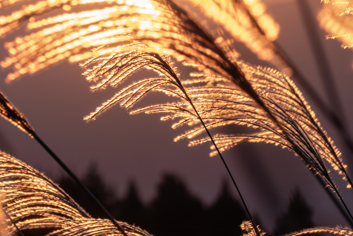 秋の夕陽に輝くすすきの穂　　　　　　　　　　　　　